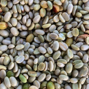 May include: A close-up image of a large pile of green coffee beans. The beans are oval-shaped and have a slightly rough texture.