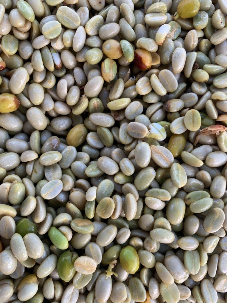 May include: A close-up image of a large pile of green coffee beans. The beans are oval-shaped and have a slightly rough texture.