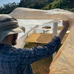May include: A person in a plaid shirt and a hat is adjusting a white plastic tarp over a drying rack of coffee beans. The beans are spread out on a brown surface.