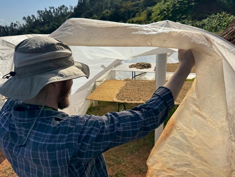 May include: A person in a plaid shirt and a hat is adjusting a white plastic tarp over a drying rack of coffee beans. The beans are spread out on a brown surface.