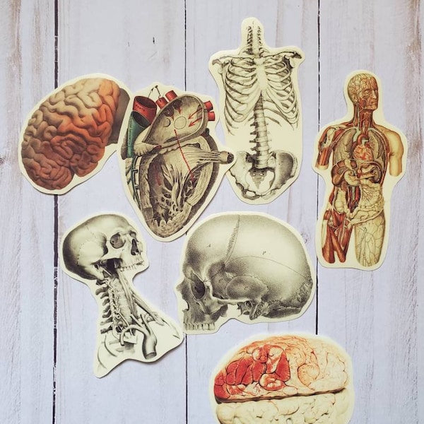 Anatomy Vinyl Sticker Pack Heart Brain Skeleton Organs Horror Medical Illustration Waterproof Manfish Inc. Halloween Vintage Art