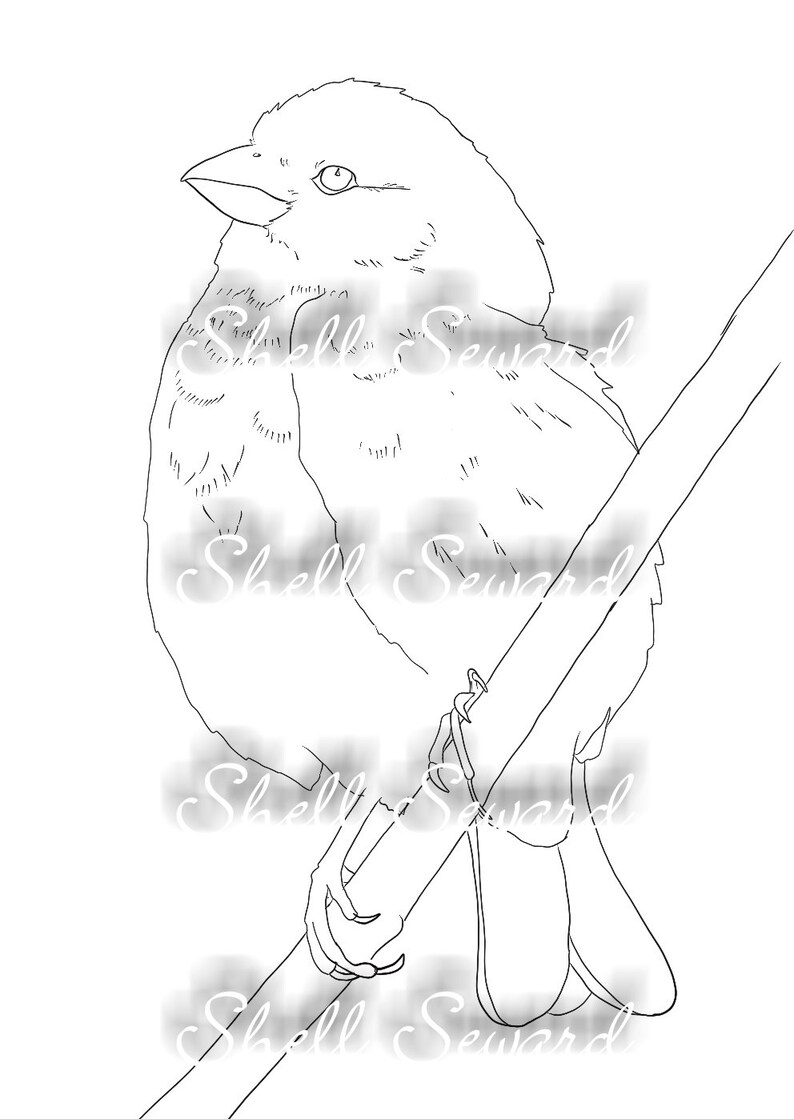 House Finch Digital Coloring Image - Etsy