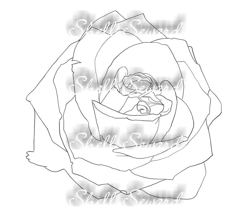 Watercolor rose image 2