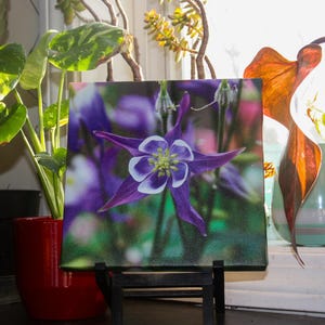 Purple Columbine Flower Photo Print - Canvas Print