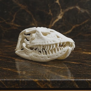 May include: A white, detailed replica of a snake skull featuring a prominent jaw structure with numerous sharp, pointed teeth. The skull displays intricate bone textures and hollow eye sockets, showcasing the anatomical form of a reptile head.