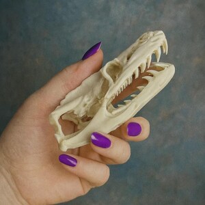May include: An off-white, elongated animal skull featuring a prominent jawline with sharp, pointed teeth. The bone structure is smooth and light-colored, showcasing detailed cranial features including the eye socket and nasal cavity openings.