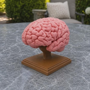 May include: A pink anatomical model of a human brain featuring detailed sulci and gyri textures. The brain model is mounted on a brown, square-shaped pedestal base with a tiered edge design, providing a stable display for the scientific sculpture.
