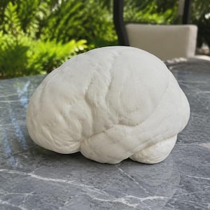 May include: A white, solid, anatomical brain model featuring a highly detailed, textured surface with realistic folds and fissures. The object is sculpted with a matte finish, capturing the complex, rounded shape of a human brain in a single piece.