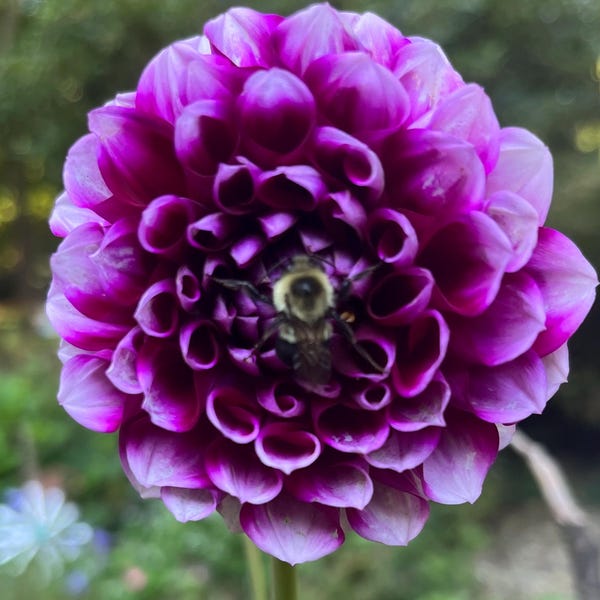 Sharky dahlia tuber. April delivery