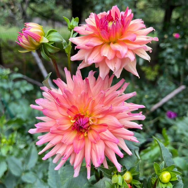 Just Peachy sunset colors dahlia tuber. April delivery.