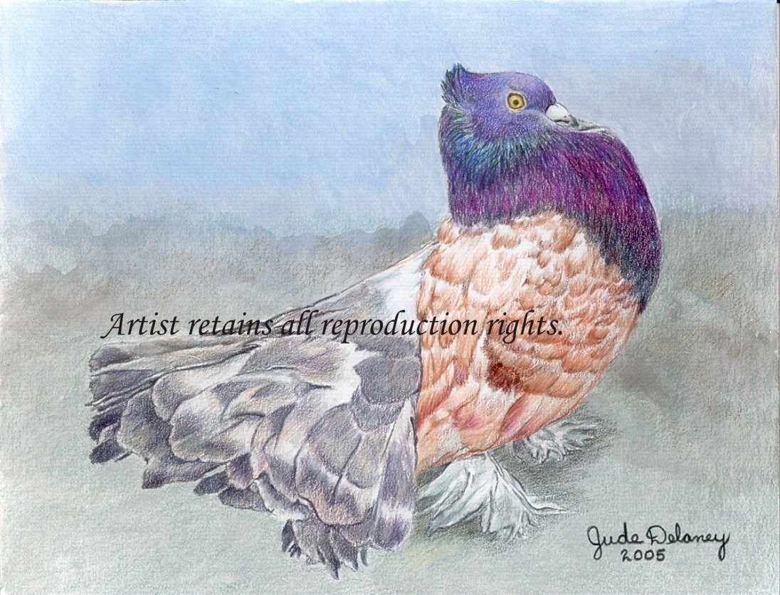 Indische Achtern Pigeon Reproduktion Print In Strahlenden Etsy