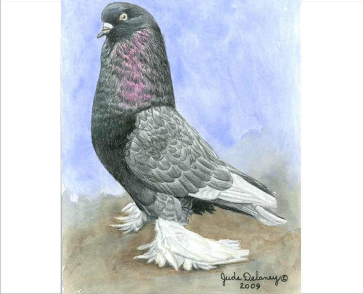 West of England Tumbler Pigeon Reproduction Print by Jude Etsy West of England Tumbler Pigeon Reproduction Print by Jude Etsy