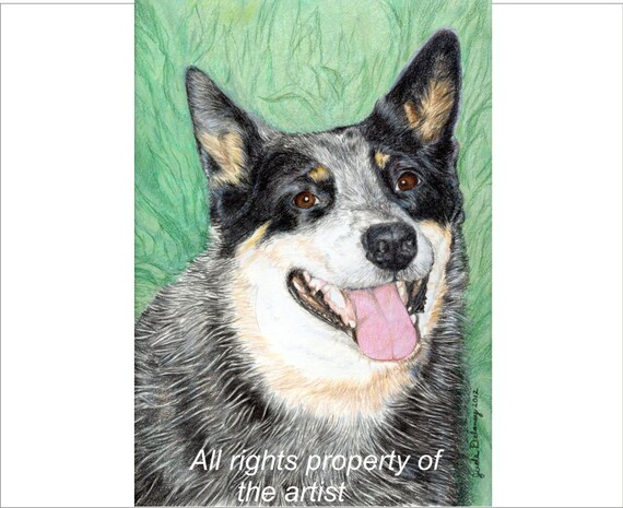 jual australian shepherd