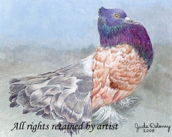 Indian Fantail Pigeon Matted Mini Print by Jude Delaney