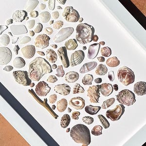 Decoração de parede de conchas, feito à mão, pintura natural, inspiração marinha, conchas, marinho, decoração natural, elementos marinhos, feito à mão, concha