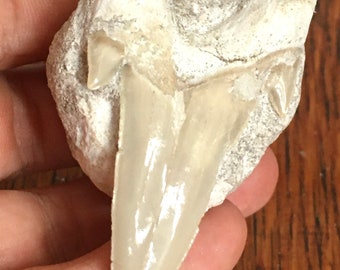 Shark Tooth in Rock