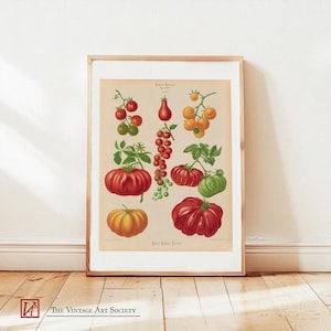 Vintage Tomato Botanical Print - Antique Kitchen Wall Art, Tomato Wall Decor, Retro Tomato Poster, Vintage Gifts