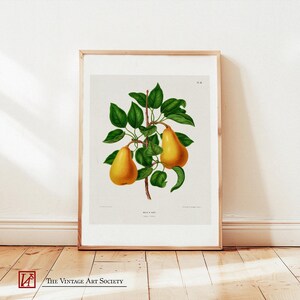 Poster Vintage Pear - Stampa studio pomologico, arte murale gialla, stampa Cottagecore