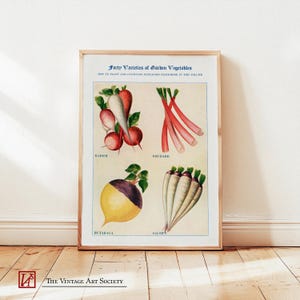 Vintage Gemüse Poster Poster: Radieschen und Rhabarber, Küchen Wand Kunst, Home Decor, Cottagecore Kunstwerk, Geschenk für Gärtner oder Esser