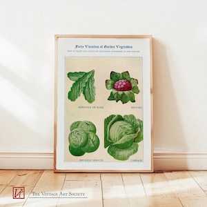 Poster vintage con tabella botanica delle verdure: cavolo riccio, cavolo cappuccio, broccoli, cavoletti di Bruxelles / Decorazione da parete per la cucina