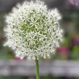 Giant &#39;Mount Everest&#39; Allium