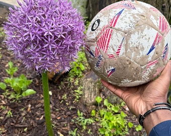 Giant 'Globemaster' Allium