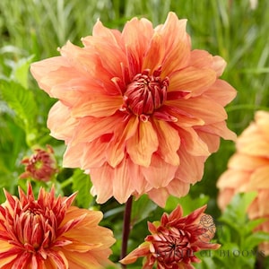 May include: Close-up of a vibrant peach-colored dahlia flower with layers of petals. The center is a deep red, and the flower is surrounded by green foliage. Several other dahlias and buds are also visible.