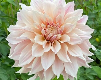 Dahlia Dinnerplate 'Cafe au Lait'