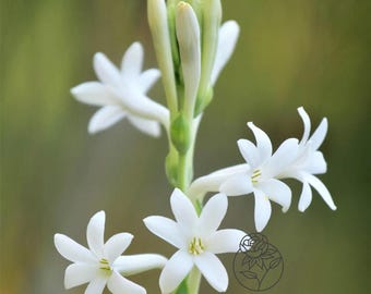 Polianthes Tuberose 'Mexican Single'