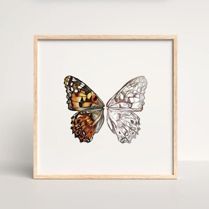 Butterfly Painted Lady Natural History Illustration - Giclée Art Print - Square High-Quality Archival Giclée Art Print