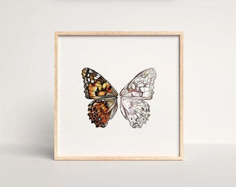 Painted Lady Butterfly Art Print – Natural History Illustration, Square Giclée Print, High-Quality Archival