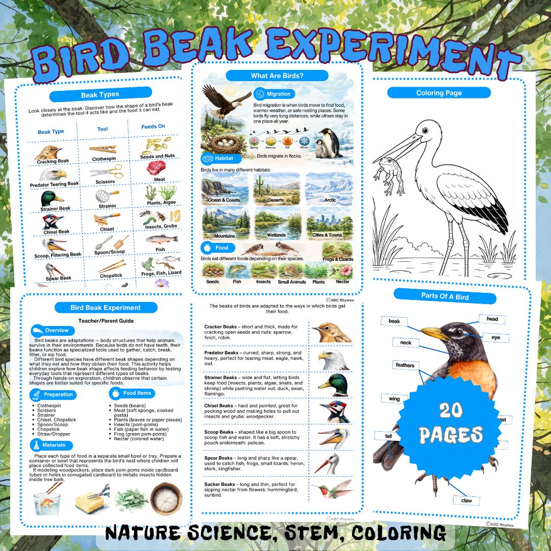 Bird Beak Experiment Worksheets. Montessori Bird Printable Science ...