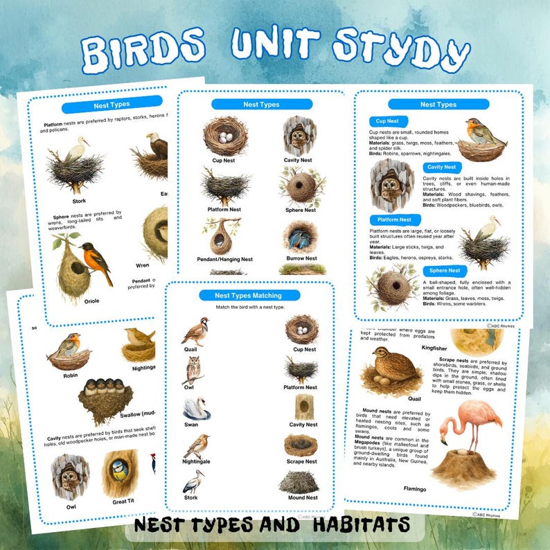 Birds Unit Study: Anatomy, Species, Poems. Kindergarten Nest Worksheet ...