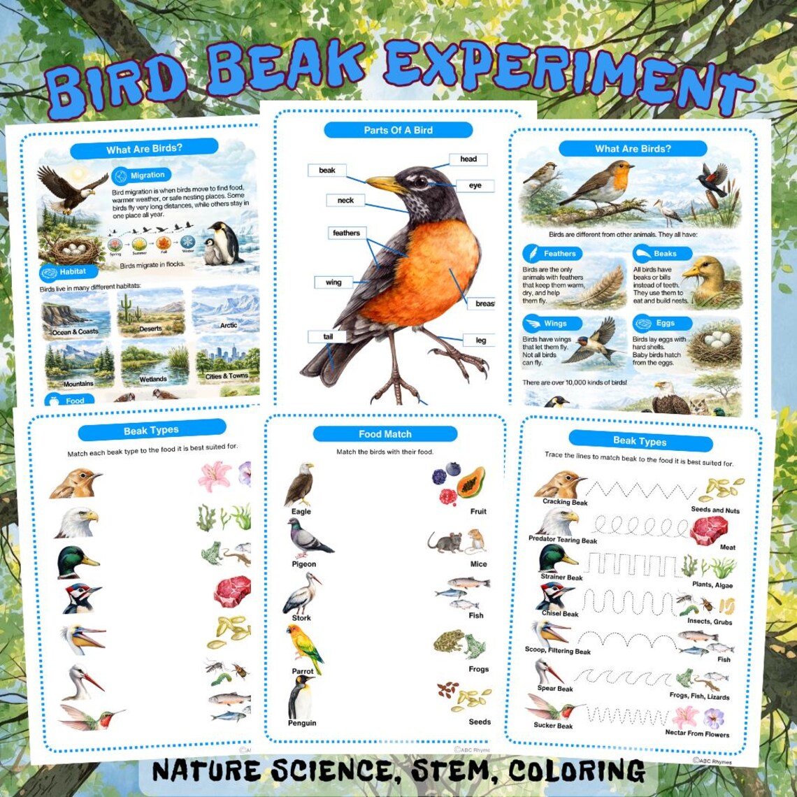 Bird Beak Experiment Worksheets. Montessori Bird Printable Science ...