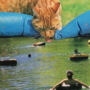 Puede incluir: Un gato jengibre bebe agua de un estanque, con la lengua extendida. El gato está posicionado sobre una boya azul. Hay personas nadando en el estanque con flotadores. El agua es verde.