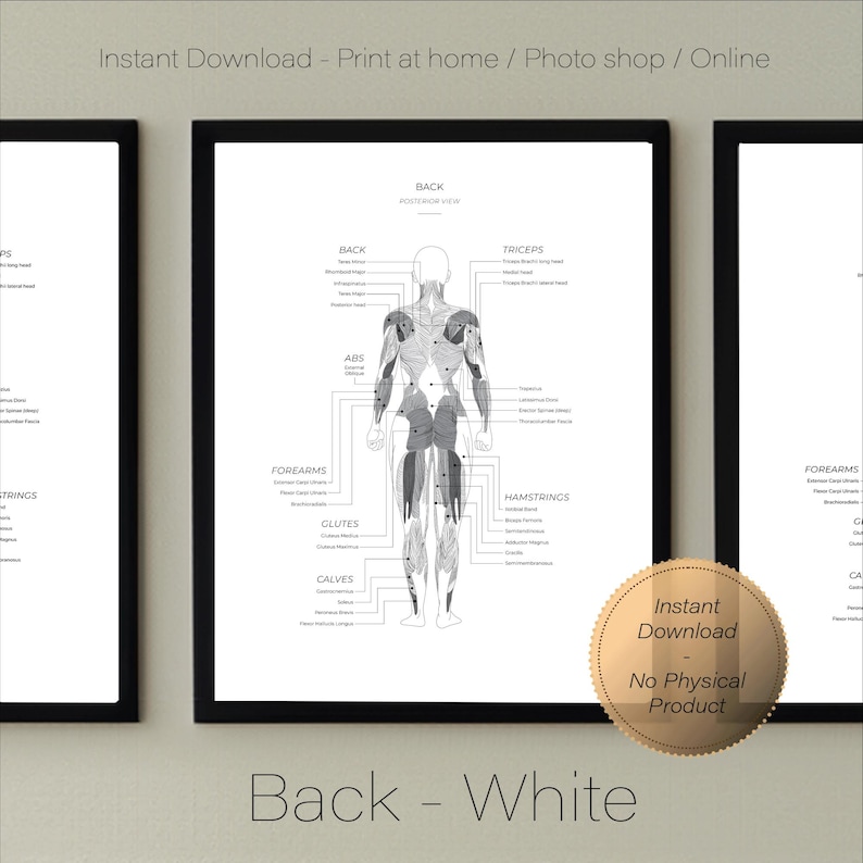 3x Female Muscle Anatomy Prints Series - White - Etsy