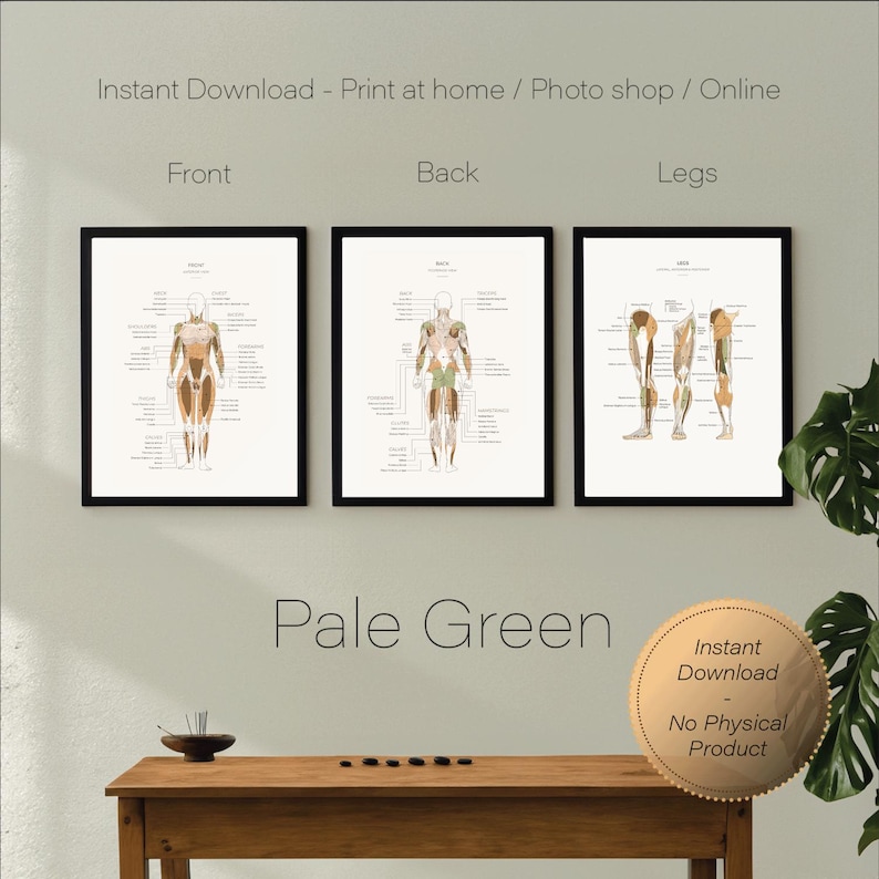 3x Female Muscle Anatomy Prints Series - Pale Green - Etsy