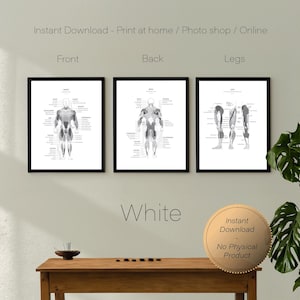 Puede incluir: Tres tablas anatómicas enmarcadas en negro del cuerpo humano, que muestran los músculos de la parte delantera, la trasera y las piernas. Las tablas están en una pared blanca sobre una mesa de madera. El texto "Descarga instantánea - Imprimir en casa / Tienda de fotos / En línea" está en la parte superior de la imagen. El texto "Delantero", "Trasero" y "Piernas" está debajo de las tablas. El texto "Blanco" está debajo de las tablas. Una pegatina redonda dorada con el texto "Descarga instantánea - Sin producto físico" está sobre la mesa.