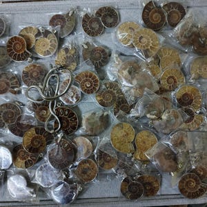 May include: A collection of brown and gold ammonite fossils, each with a spiral pattern, packaged individually in clear plastic bags. The fossils are arranged on a gray surface.
