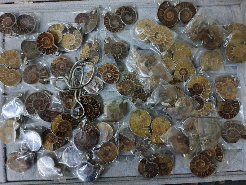 May include: A collection of brown and gold ammonite fossils, each with a spiral pattern, packaged individually in clear plastic bags. The fossils are arranged on a gray surface.