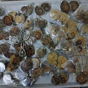 May include: A collection of brown and gold ammonite fossils, each with a spiral pattern, packaged individually in clear plastic bags. The fossils are arranged on a gray surface.