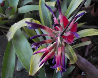 (期間限定)Billbergia sanderiana Billbergia sanderiana – bromeliad.com