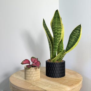 Peut inclure: Deux plantes en pot sur une table en bois. Une petite plante aux feuilles rouges dans un pot clair à motifs de losanges. Une grande plante serpent avec des feuilles vertes et jaunes est dans un pot noir à motifs de losanges.