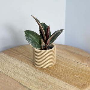 Peut inclure: Une petite plante en pot avec des feuilles vert foncé et bordeaux, placée dans un pot cylindrique de couleur claire avec un design strié. Le pot est posé sur une surface en bois, créant une esthétique naturelle. Les feuilles de la plante ont un motif varié.