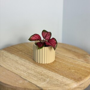 Peut inclure: Une petite plante en pot avec des feuilles rouges et vertes vibrantes est placée dans un pot en céramique crème côtelé. Le pot est posé sur une table ronde en bois brun clair. Les feuilles de la plante présentent un contraste de couleurs saisissant.