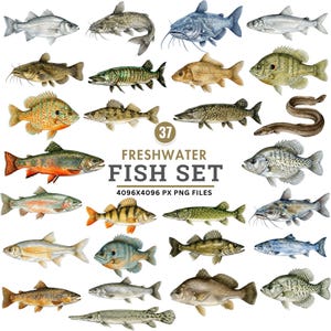 Op de afbeelding: Een verzameling van 37 aquarel illustraties van zoetwatervissen, waaronder forel, baars en meerval. De afbeelding toont een verscheidenheid aan vissoorten in verschillende kleuren en patronen, met de tekst "FRESHWATER FISH SET" en bestandsdetails.