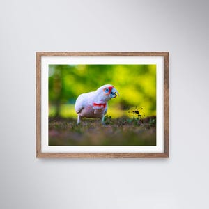 Può includere: Un cacatua bianco con una cresta rossa e nera si trova in piedi su un ciuffo d'erba su uno sfondo verde sfocato.