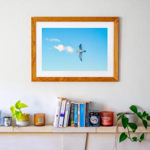 Albatros contro il cielo azzurro Tasmania Fine Art Wall Print