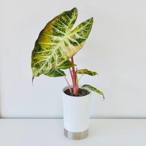 Può includere: Una pianta di Alocasia in vaso con grandi foglie variegate nelle tonalità del verde, giallo e crema. La pianta ha steli rosa ed è alloggiata in un vaso cilindrico bianco con base color argento. Lo sfondo è bianco.
