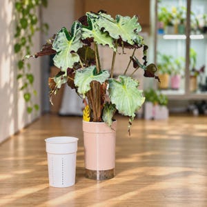 Doniczka samonawadniająca z przezroczystym zbiornikiem, 6–20 cm, Aroid Planter w 8 kolorach